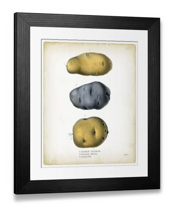 Framed Print : Raw potatoes illustrations 1849 Framed Print : Raw potatoes illustrations 1849