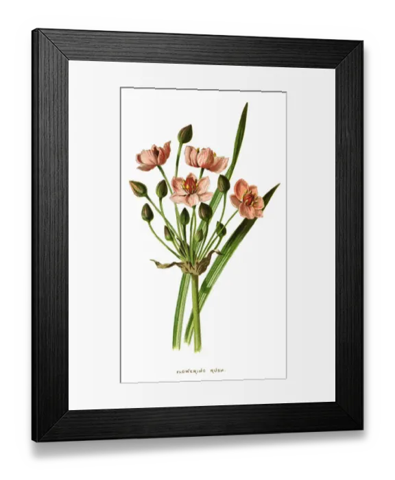 Framed Print : flowering rush, grass rush Framed Print : flowering rush, grass rush