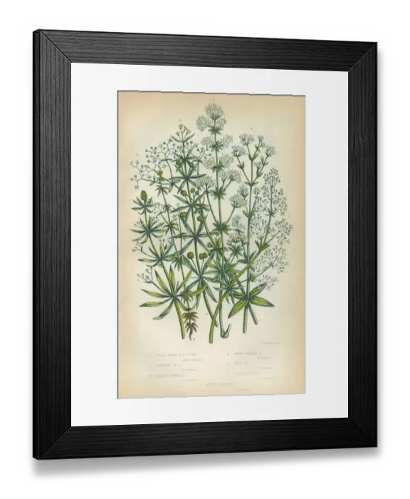 Framed Print : Bedstraw, Galium, Heath, Victorian Botanical Illustration