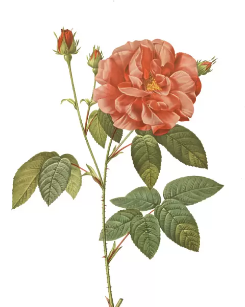 Rosa gallica officinalis