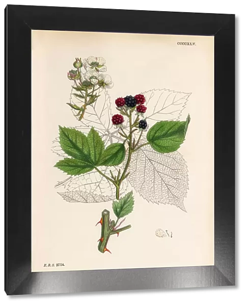Plaited-leaved Bramble, Rubus plicatus, Victorian Botanical Illustration, 1863