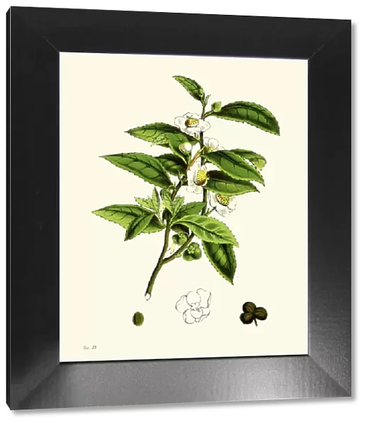 Tea plant. Vintage engraving of a Tea plant (thea sinensis) or Camellia