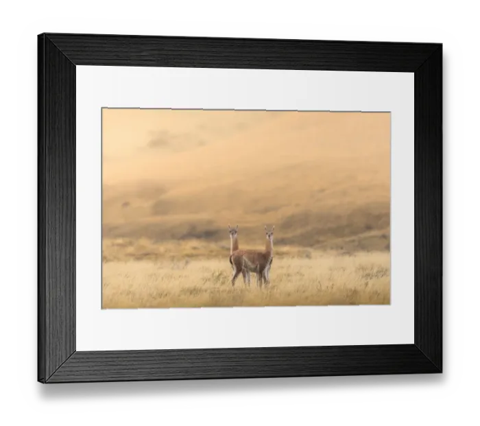 Framed Print : Two guanaco standing in the field Framed Print : Two guanaco standing in the field