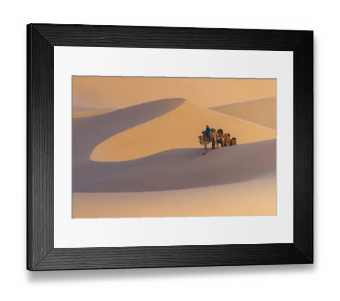 Framed Print : Nomad is riding camel across sand dune in Gobi desert