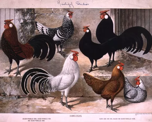 Hamburg Cocks