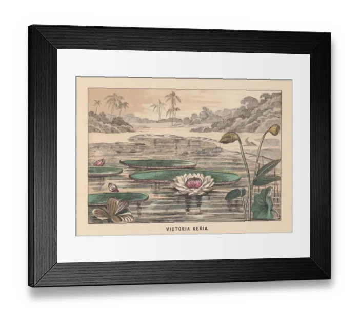 Framed Print : Victoria amazonica (formerly Victoria Regia), hand-colored lithograph, published in 1891 Framed Print : Victoria amazonica (formerly Victoria Regia), hand-colored lithograph, published in 1891