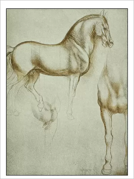 Leonardos sketches and drawings: horse