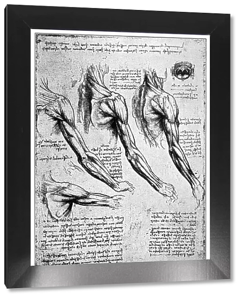 Anatomical sketches by Leonardo Da Vinci