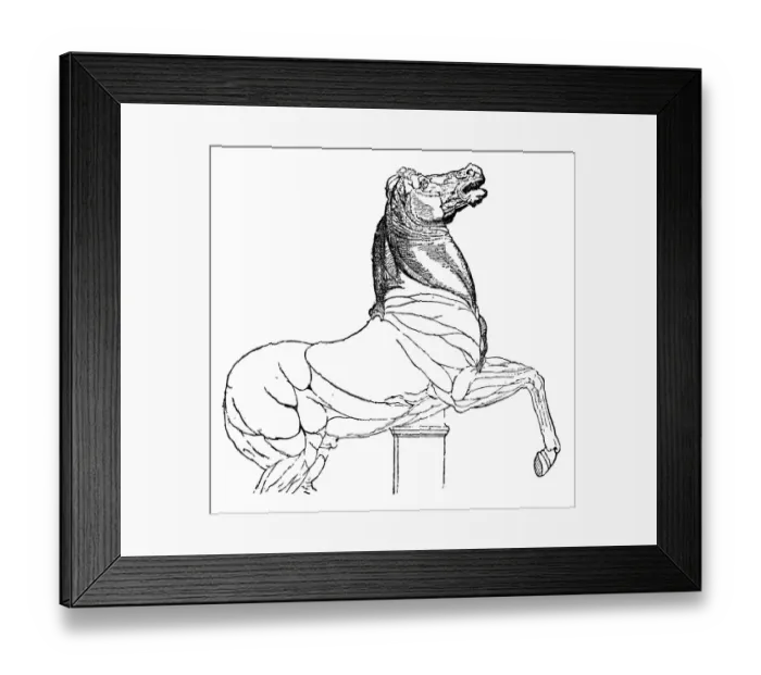 Framed Print : Horse Sketch by Leonardo Da Vinci Framed Print : Horse Sketch by Leonardo Da Vinci