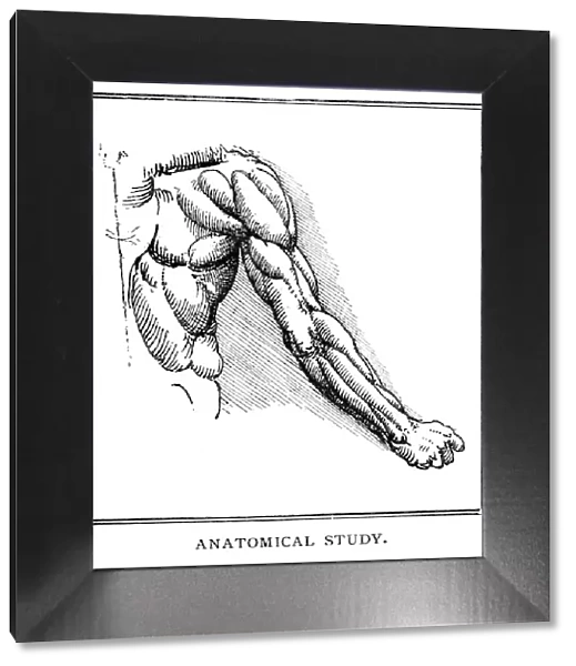 Anatomical study by Leonardo Da Vinci