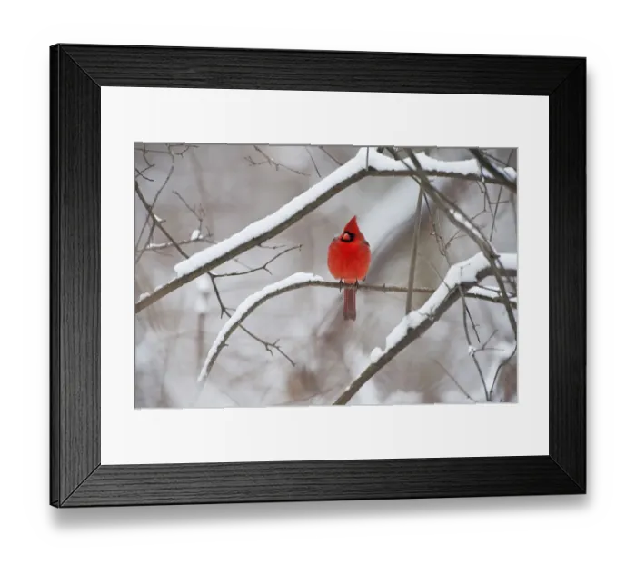 Framed Print : Male northern cardinal in winter Framed Print : Male northern cardinal in winter