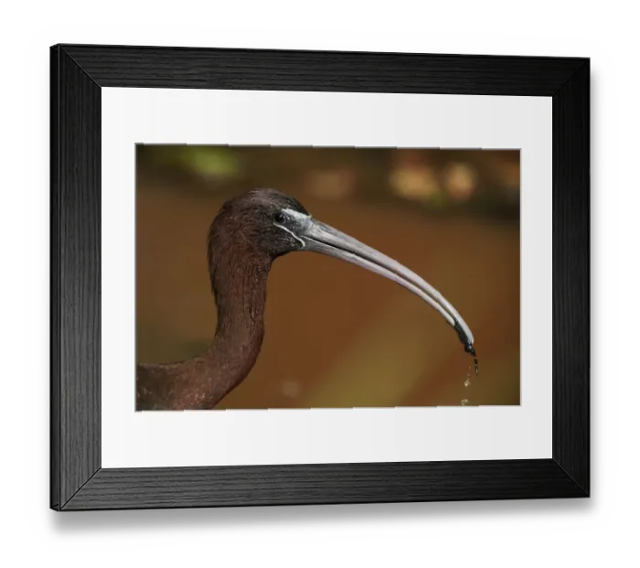 Framed Print : Glossy ibis close-up Framed Print : Glossy ibis close-up