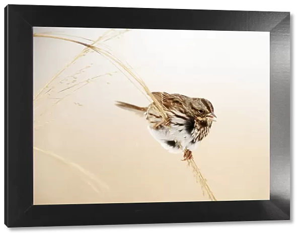 Song sparrow in winter grassland habitat