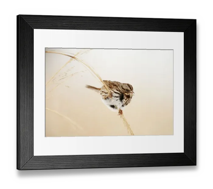 Framed Print : Song sparrow in winter grassland habitat
