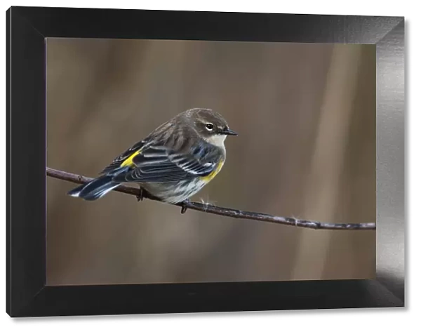 Yellow-rumped warbler in fall migration