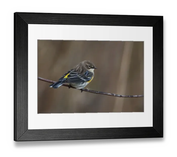 Framed Print : Yellow-rumped warbler in fall migration Framed Print : Yellow-rumped warbler in fall migration