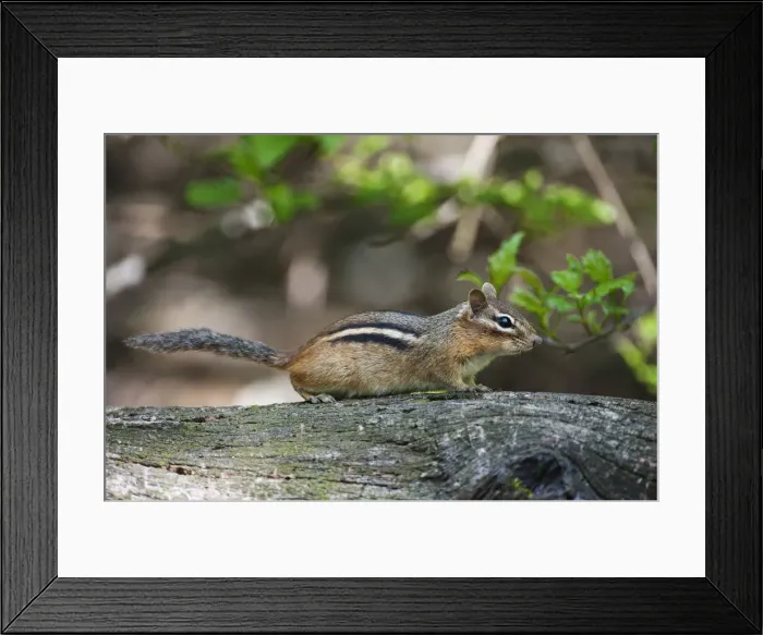 Framed Print : Eastern chipmunk in deciduous woods