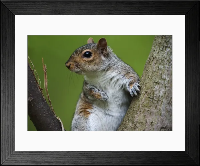 Framed Print : Eastern gray squirrel Framed Print : Eastern gray squirrel