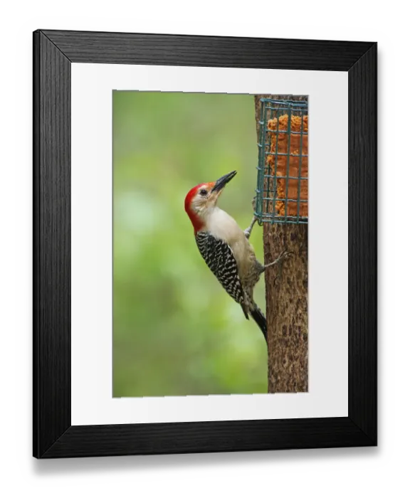 Framed Print : Male red-bellied woodpecker Framed Print : Male red-bellied woodpecker