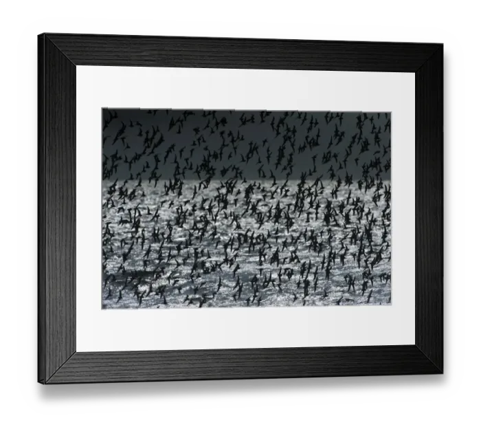 Framed Print : Back-lit flock of dunlin in flight over ocean Framed Print : Back-lit flock of dunlin in flight over ocean