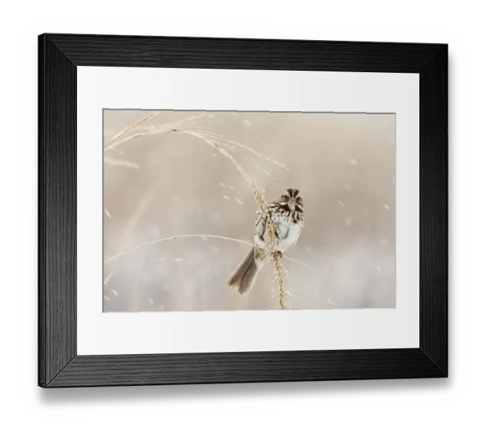 Framed Print : Song sparrow in winter snow squall Framed Print : Song sparrow in winter snow squall