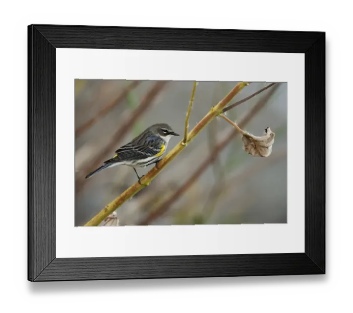 Framed Print : Yellow-rumped warbler in autumn Framed Print : Yellow-rumped warbler in autumn