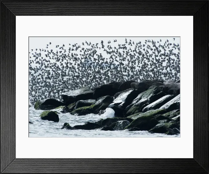 Framed Print : Dunlin flight over jetty
