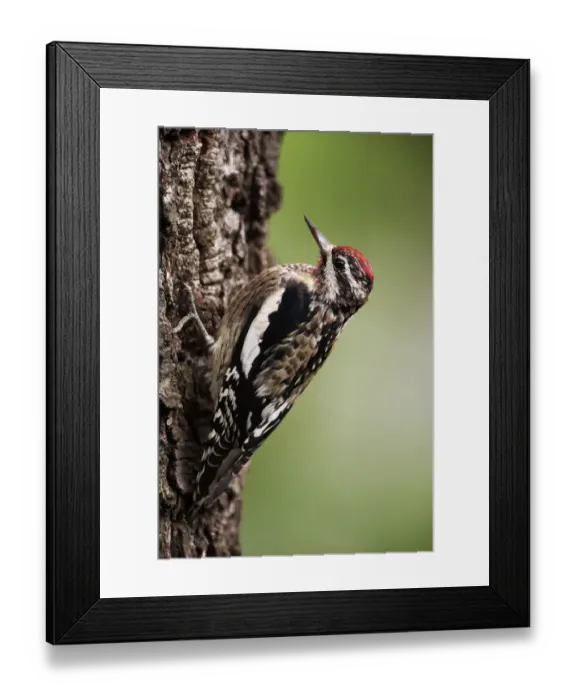 Framed Print : Yellow-bellied sapsucker portrait Framed Print : Yellow-bellied sapsucker portrait