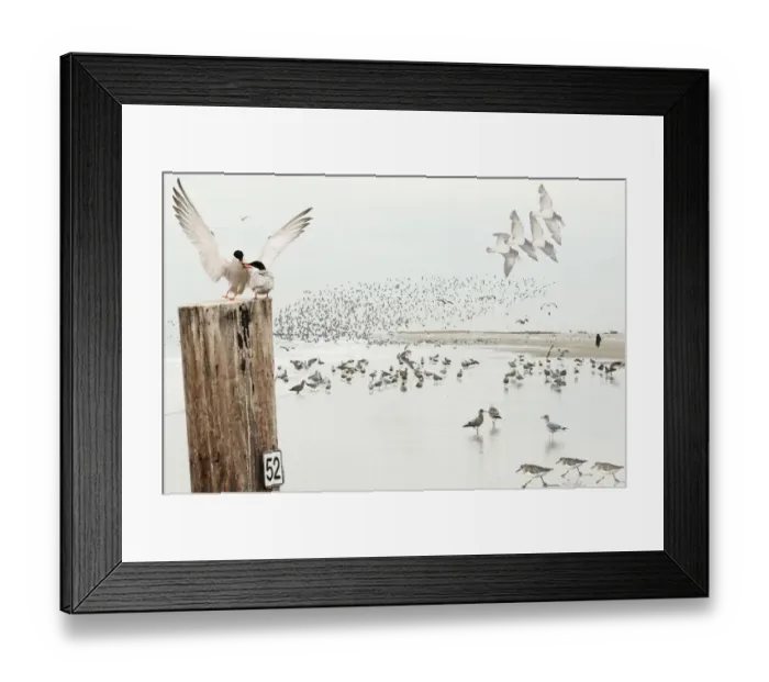 Framed Print : Coastal habitat with shorebirds Framed Print : Coastal habitat with shorebirds