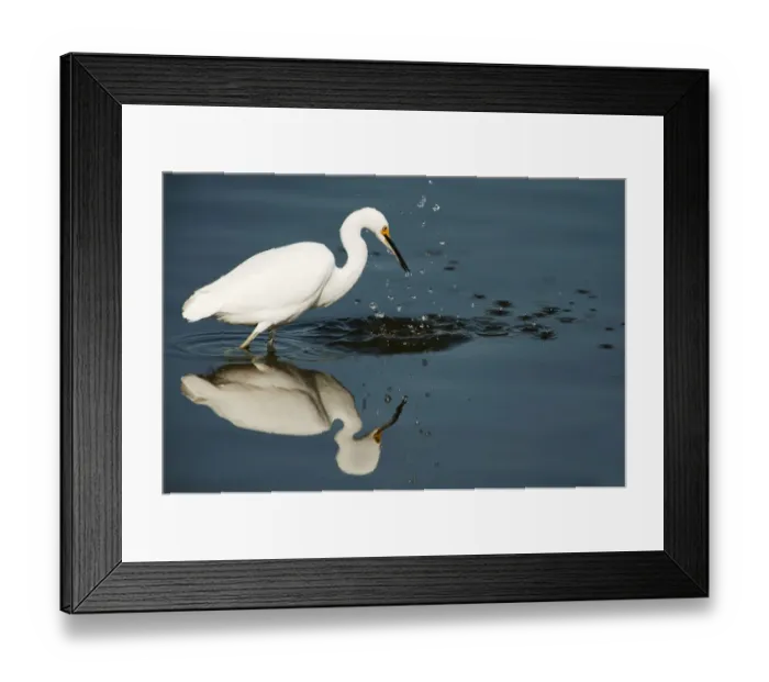 Framed Print : Snowy egret strike Framed Print : Snowy egret strike
