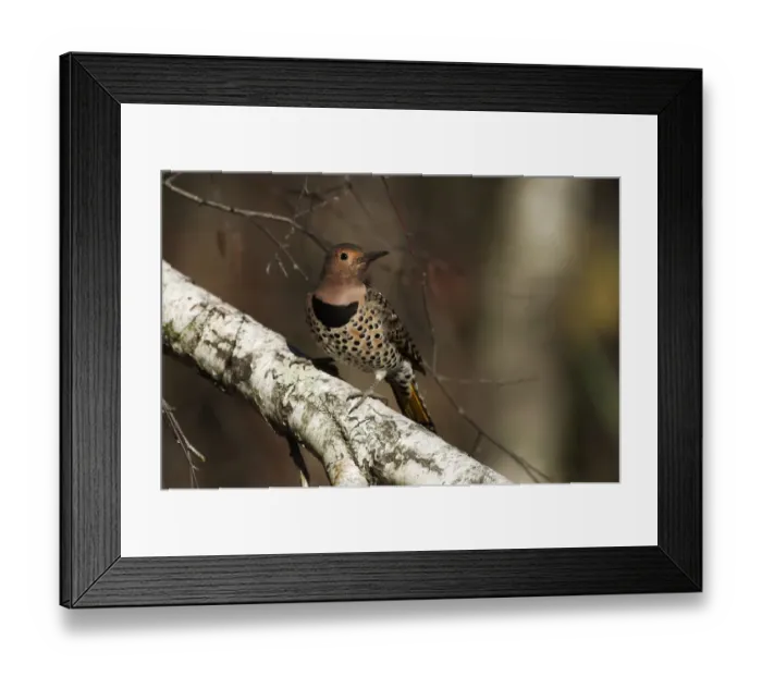 Framed Print : Female northern flicker in autumn Framed Print : Female northern flicker in autumn