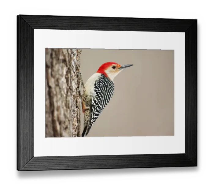 Framed Print : Red-bellied woodpecker up close Framed Print : Red-bellied woodpecker up close