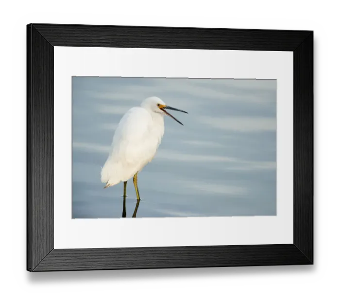 Framed Print : Snowy egret yawning Framed Print : Snowy egret yawning