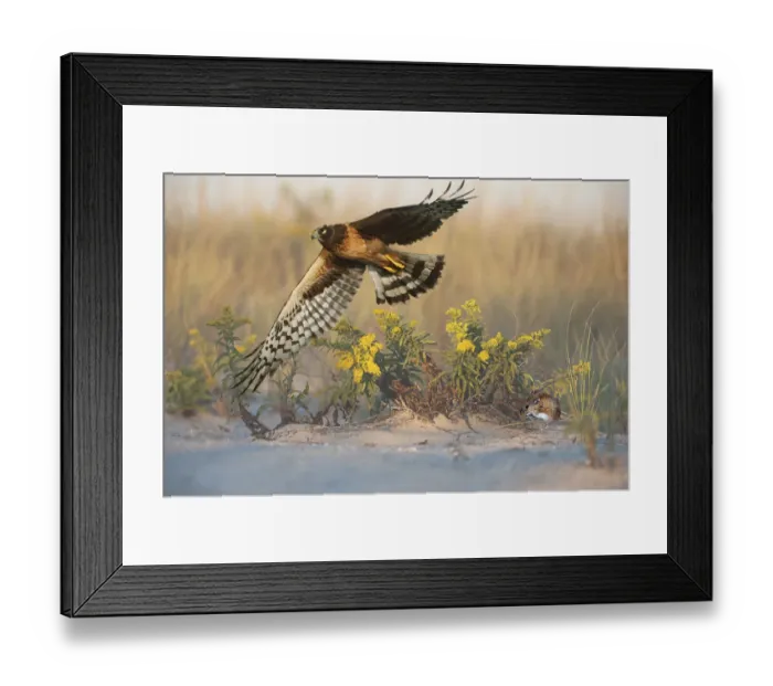 Framed Print : Northern harrier hunting in dune habitat Framed Print : Northern harrier hunting in dune habitat