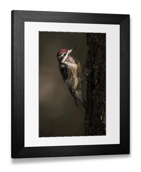 Framed Print : Yellow-bellied sapsucker in October Framed Print : Yellow-bellied sapsucker in October