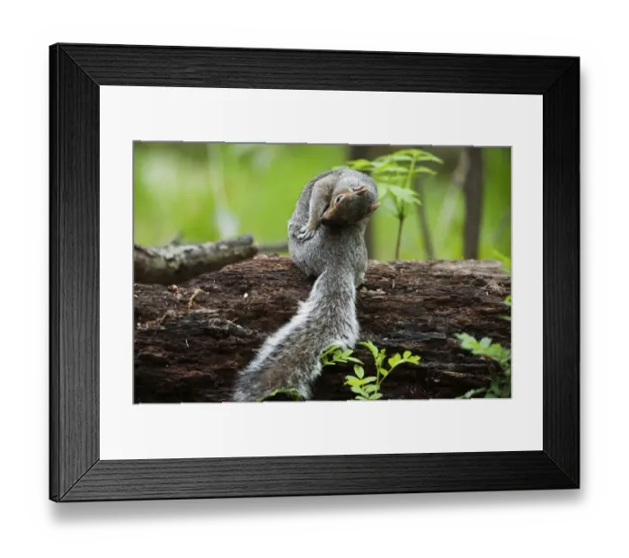 Framed Print : Eastern gray squirrel Framed Print : Eastern gray squirrel