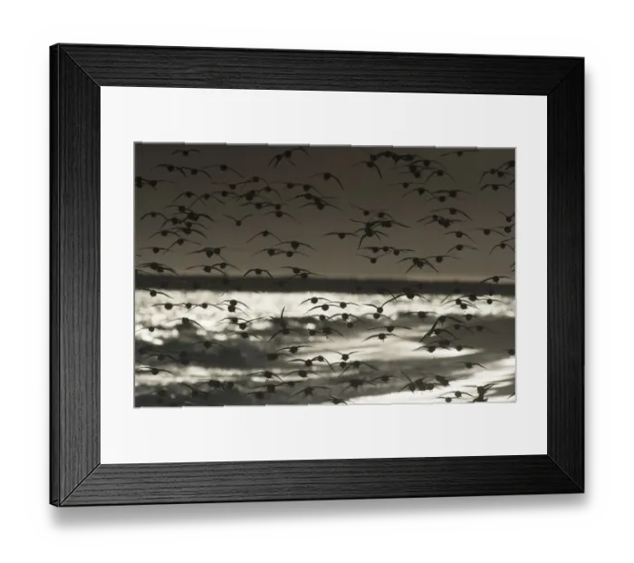 Framed Print : Back-lit dunlin flight and shoreline Framed Print : Back-lit dunlin flight and shoreline