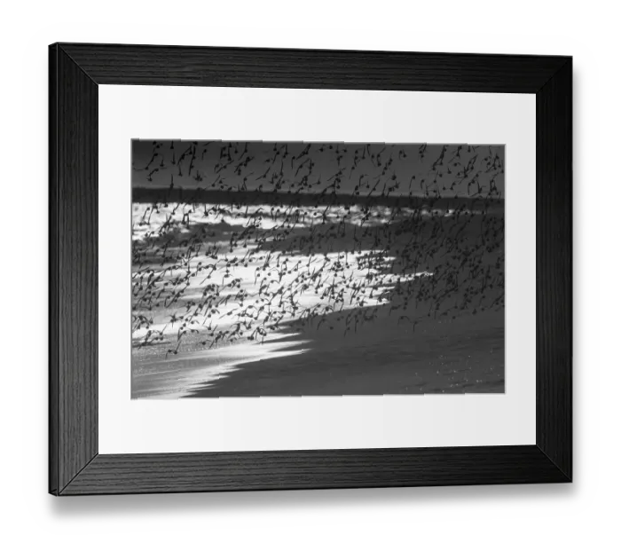 Framed Print : Dunlin flock in flight Framed Print : Dunlin flock in flight