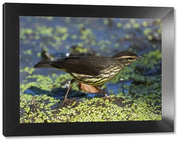 Northern waterthrush during spring migration