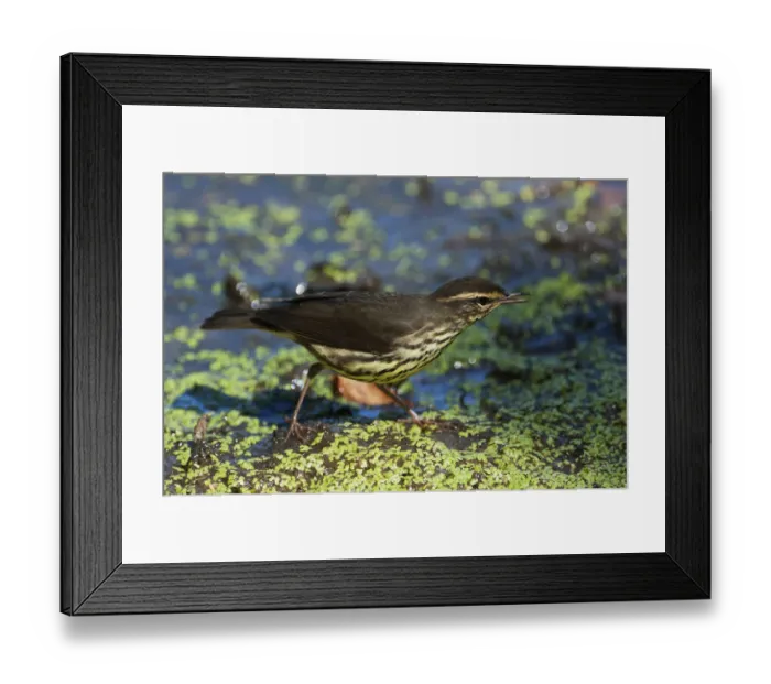 Framed Print : Northern waterthrush during spring migration Framed Print : Northern waterthrush during spring migration