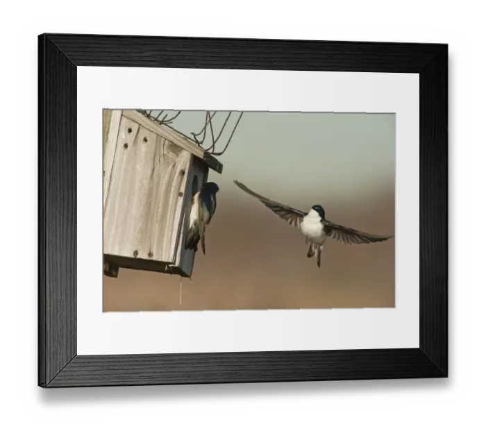 Framed Print : Tree swallows competing for nest box Framed Print : Tree swallows competing for nest box