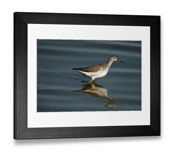 Framed Print : Greater yellowlegs and reflection