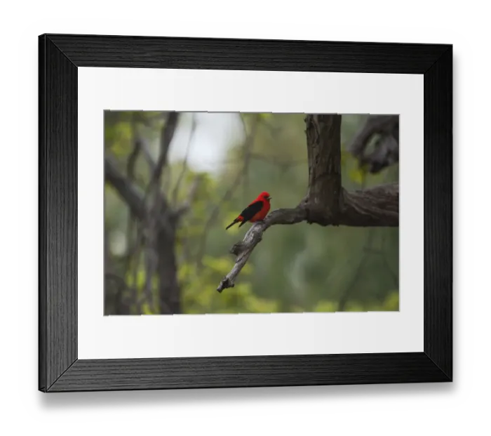 Framed Print : Scarlet tanager in spring migration