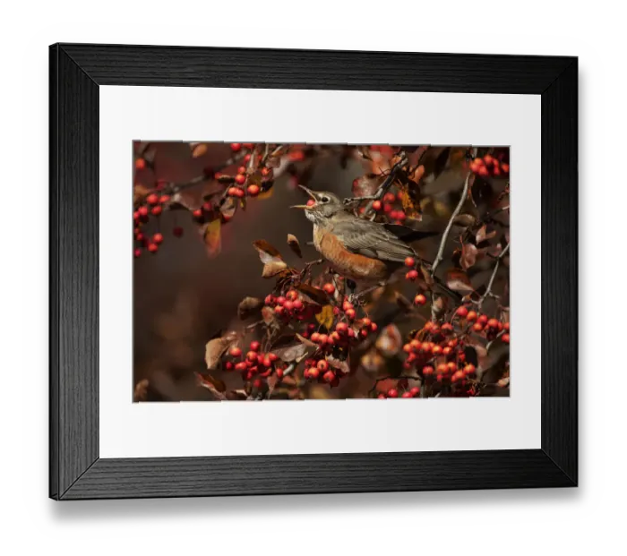 Framed Print : American robin swallowing crab apple