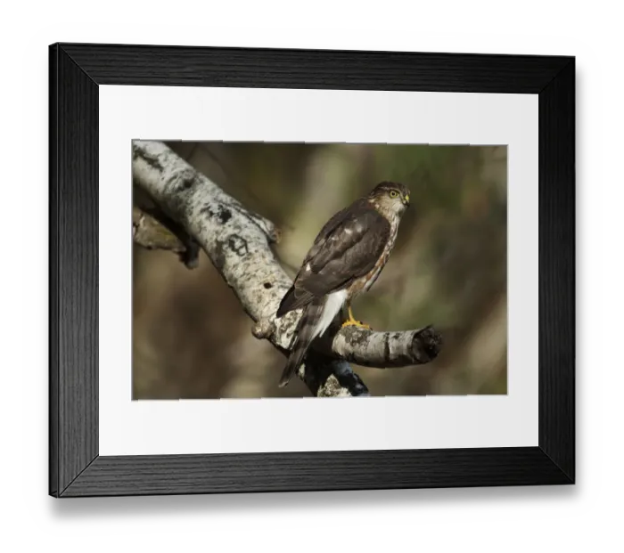 Framed Print : Juvenile sharp-shinned hawk hunting from perch Framed Print : Juvenile sharp-shinned hawk hunting from perch