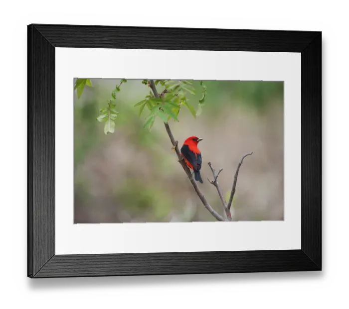 Framed Print : Male scarlet tanager in spring migration Framed Print : Male scarlet tanager in spring migration