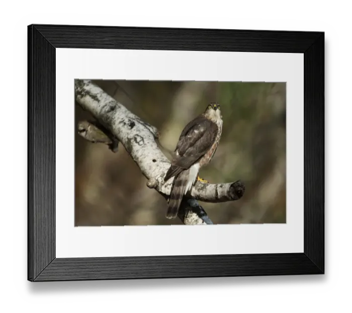 Framed Print : Juvenile sharp-shinned hawk in late October Framed Print : Juvenile sharp-shinned hawk in late October