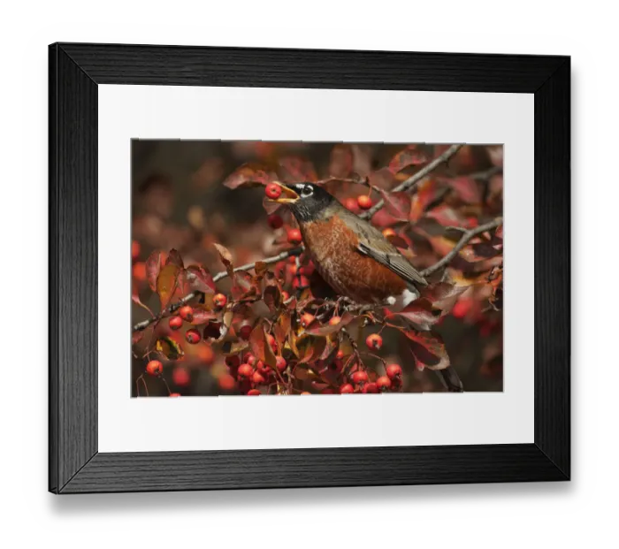 Framed Print : American robin feeding on crab apples Framed Print : American robin feeding on crab apples