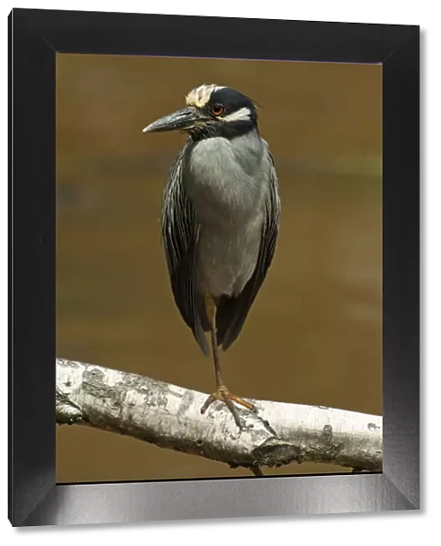 Yellow-crowned night heron at rest