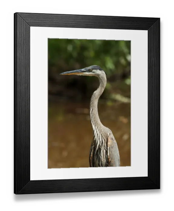 Framed Print : Juvenile great blue heron at pond Framed Print : Juvenile great blue heron at pond